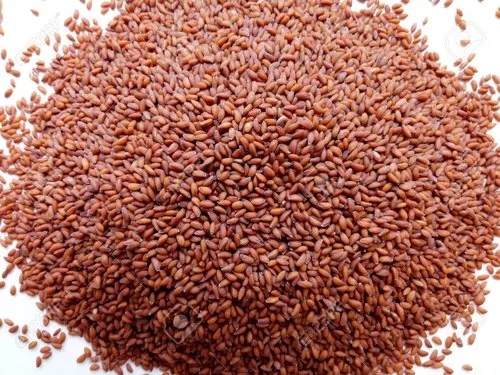 Halim Seed